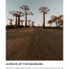MADAGASCAR---AVENUE-OF-THE-BAOBABS_2.jpg