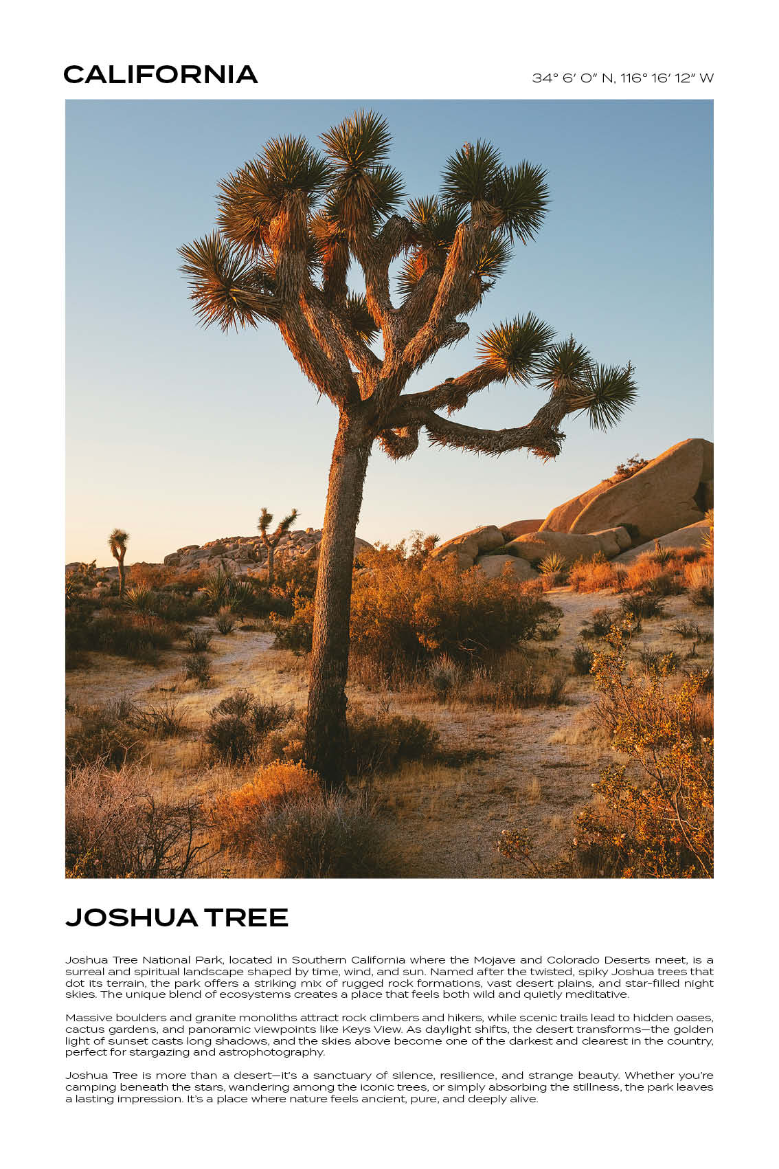 California - Joshua Tree I