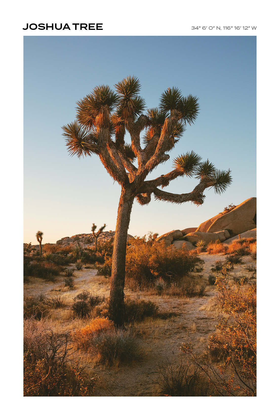 California - Joshua Tree I - Full