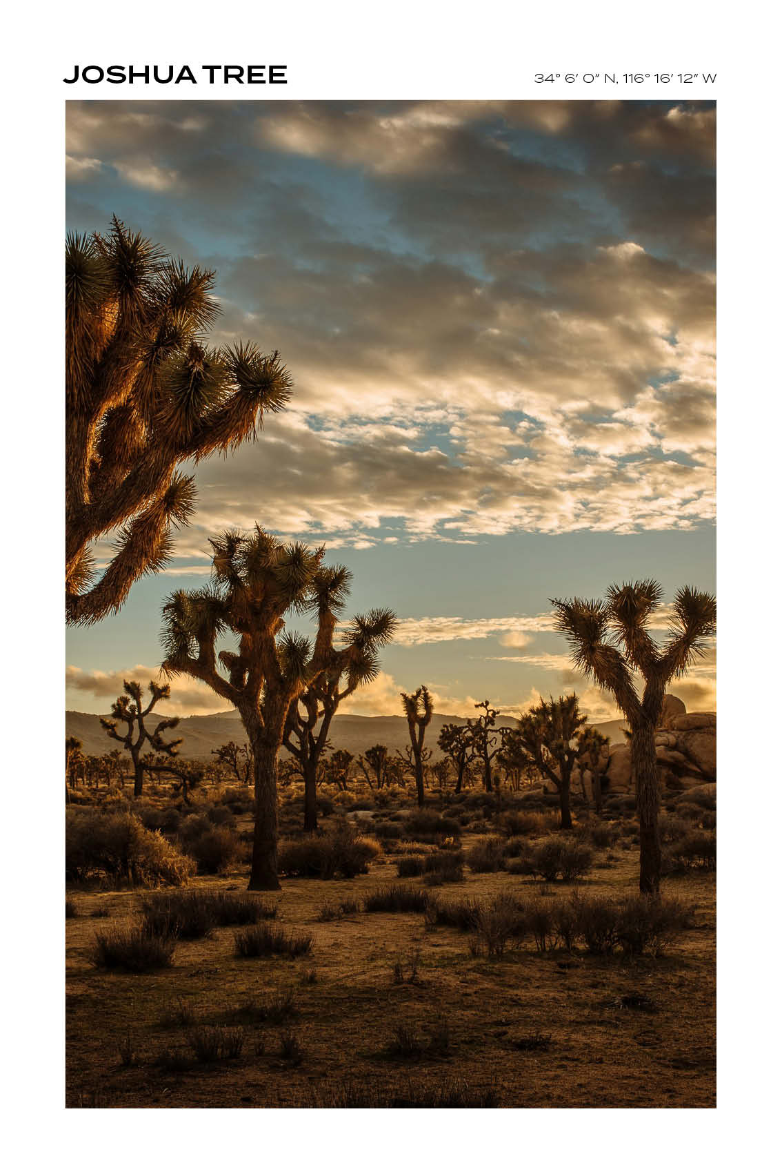 California - Joshua Tree II - Full