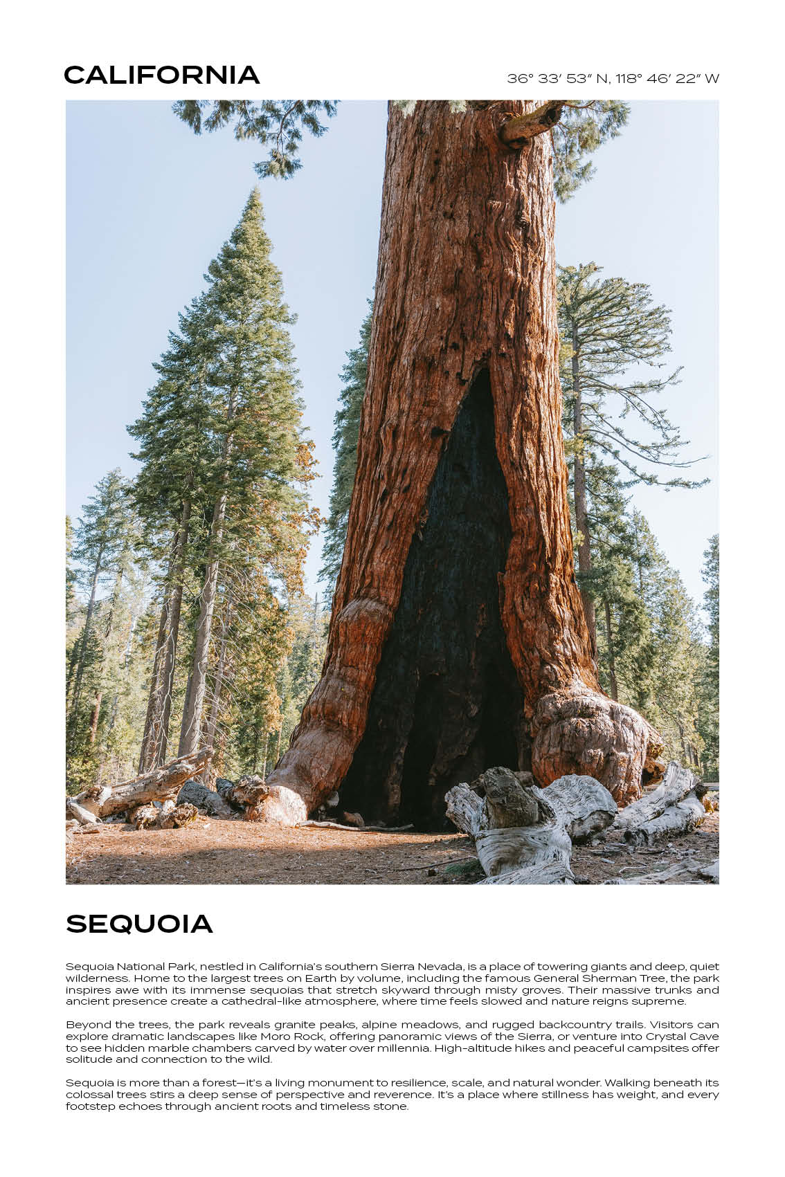 California - Sequoia National Park II