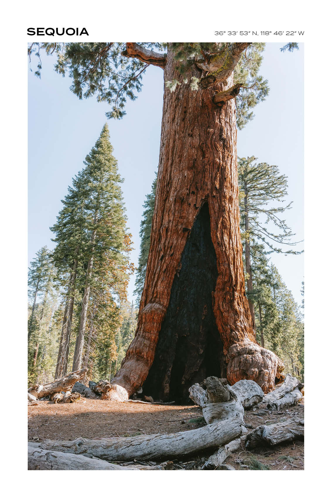 California - Sequoia National Park II - Full