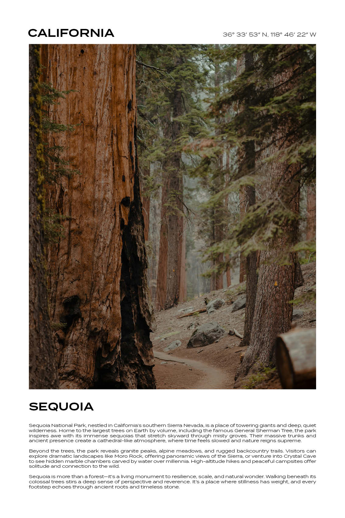 California - Sequoia National Park III