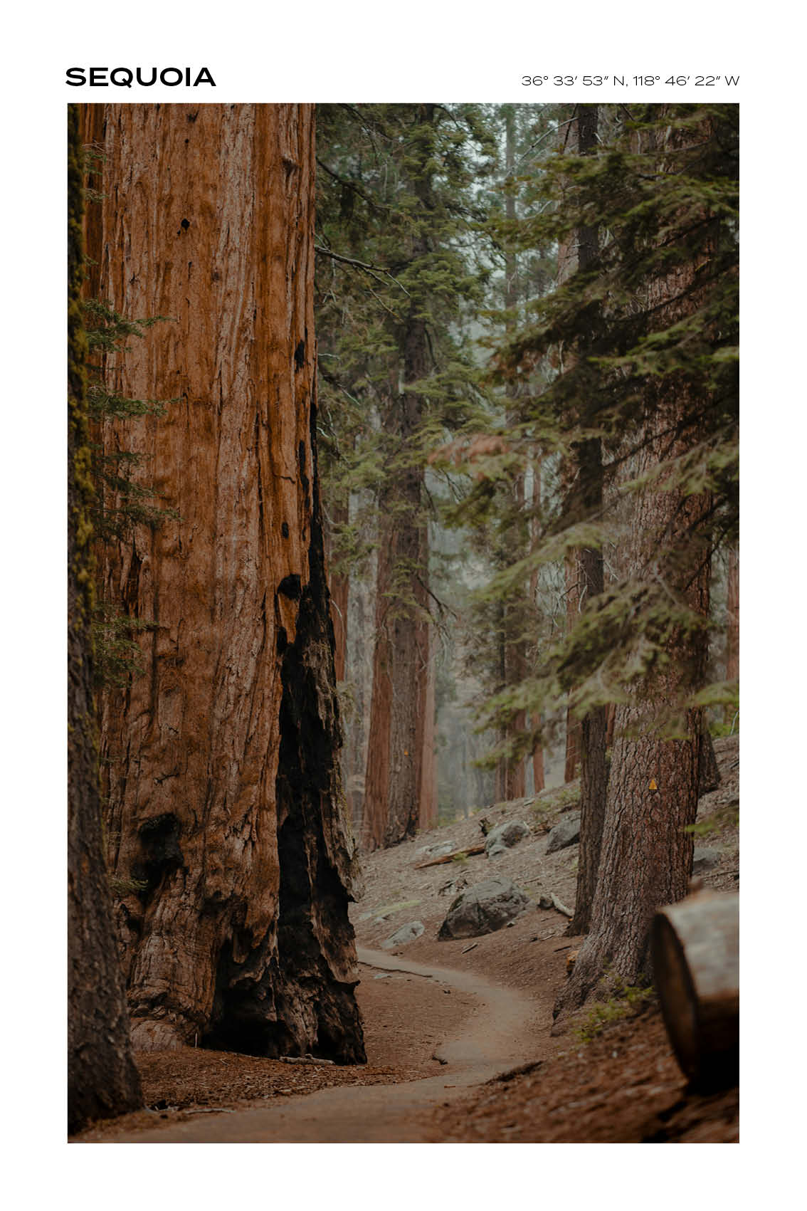 California - Sequoia National Park III - Full