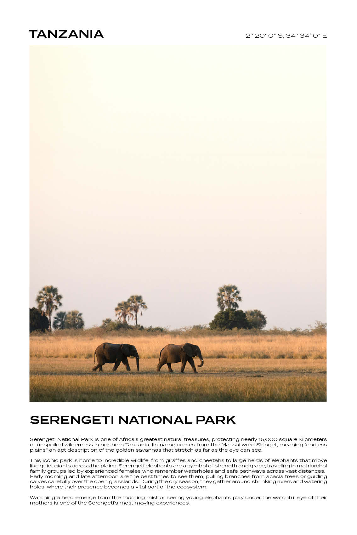 Tanzania - Serengeti National Park VI