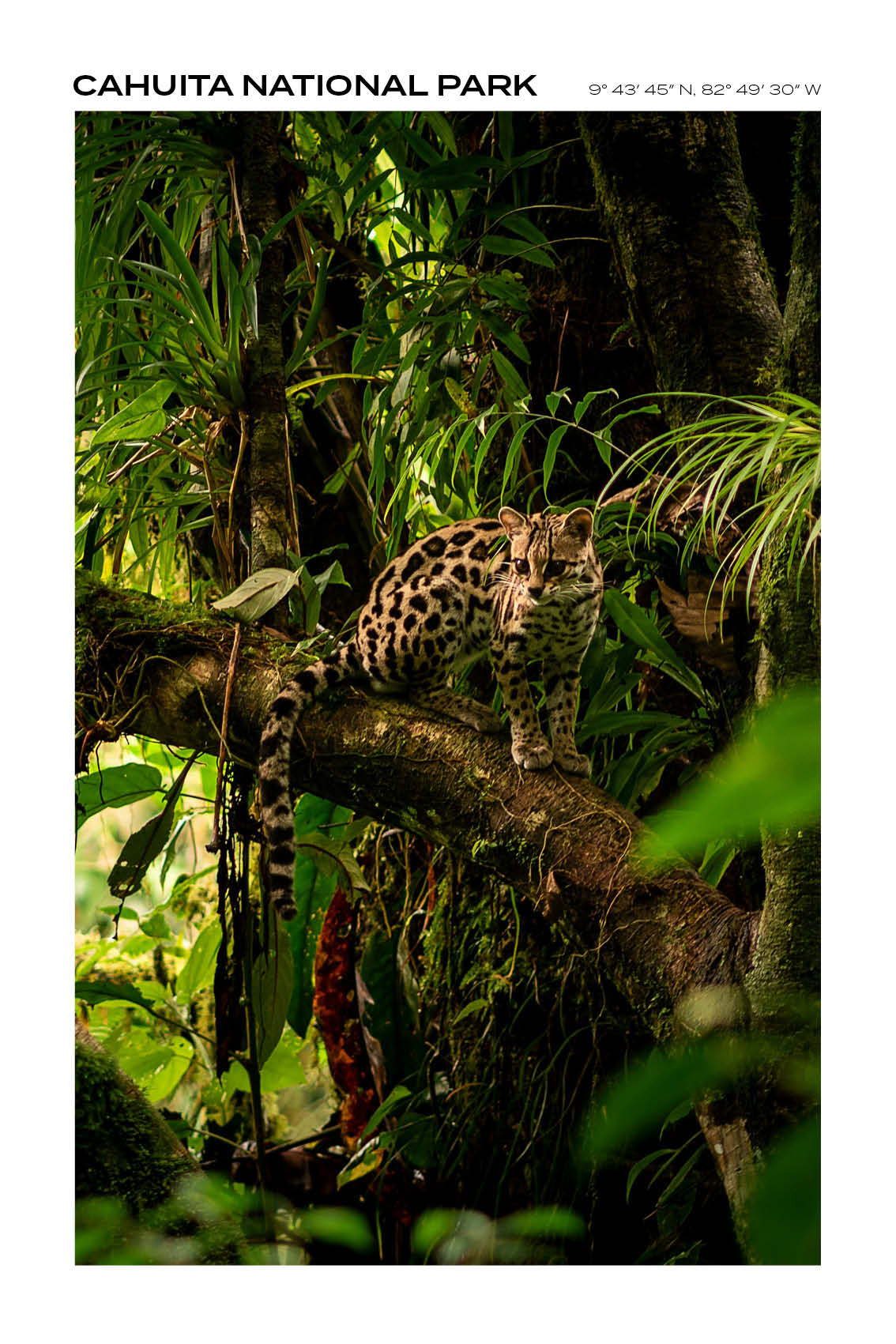 Costa Rica - Cahuita National Park III - Full