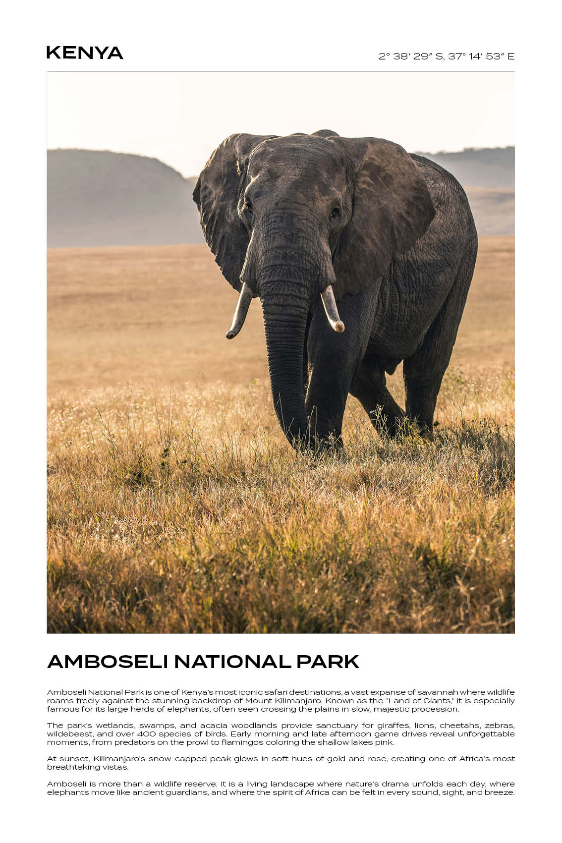 Kenya - Amboseli National Park IV