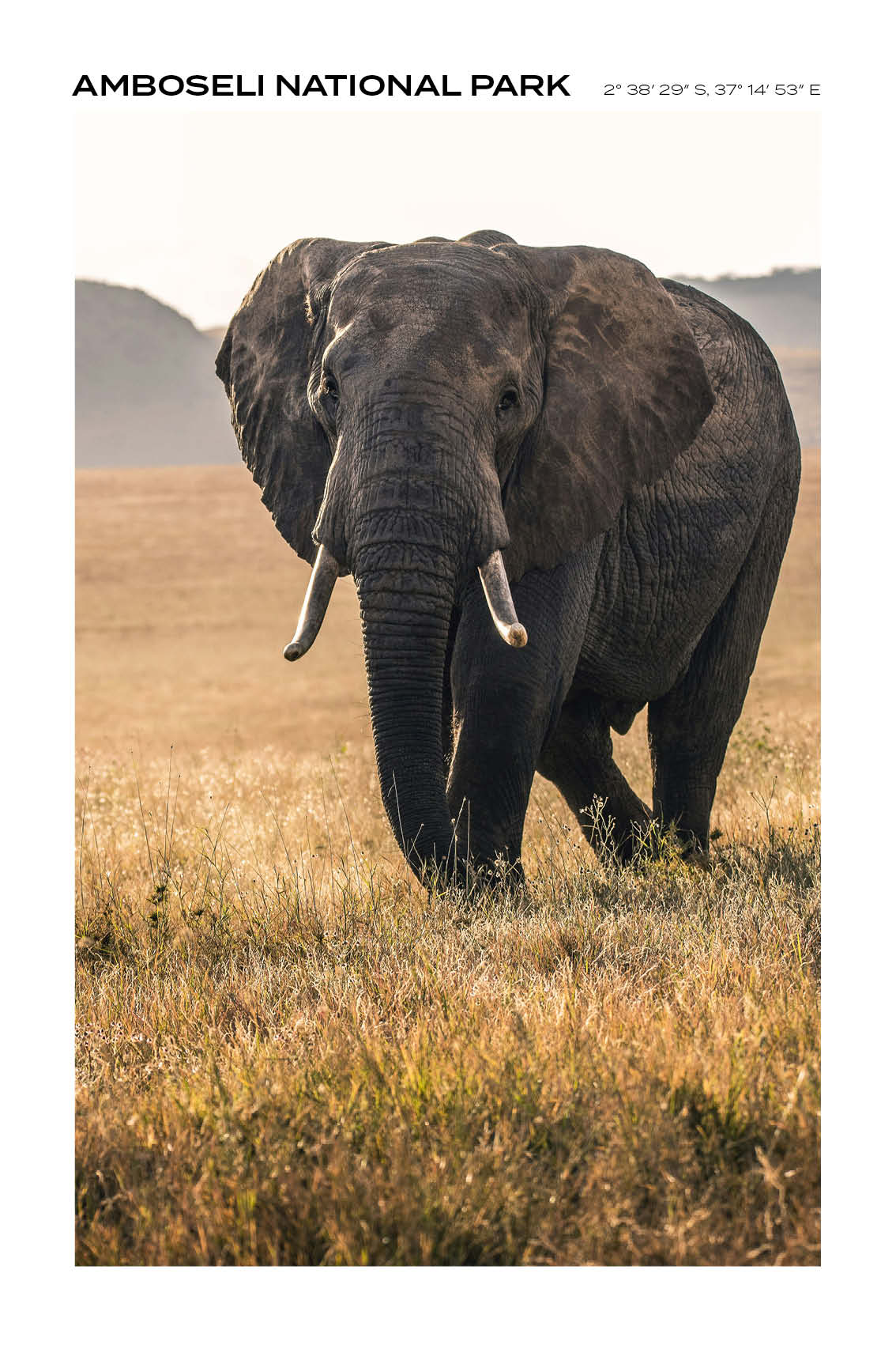 Kenya - Amboseli National Park IV - Full